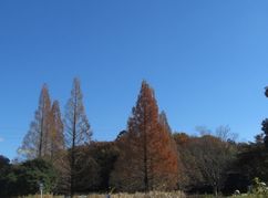 201217sanpomitinokigi.jpg